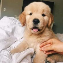 Puppies for sale golden retriever - Ireland, Cork