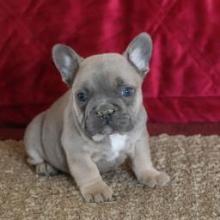 Puppies for sale french bulldog - United Kingdom, Cambridge