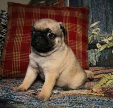 Puppies for sale pug - Denmark, Odense