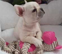 Puppies for sale french bulldog - Germany, Augsburg