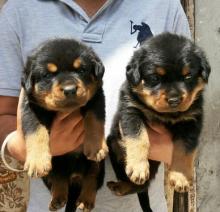 Puppies for sale rottweiler - Canada, Saskatchewan, Saskatoon