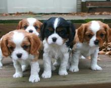 Puppies for sale king charles spaniel - United Kingdom, Colchester