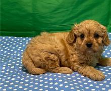 Puppies for sale , cavapoo - Italy, Florence