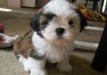 Puppies for sale shih tzu - Poland, Bielsko-Biala