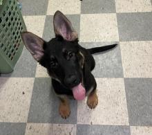 Puppies for sale german shepherd dog - Hungary, Budapest