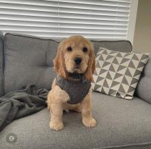 Puppies for sale cocker spaniel - Ireland, Dublin