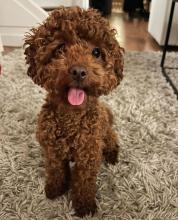 Puppies for sale poodle - Ireland, Dublin