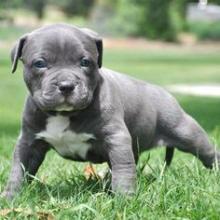 Puppies for sale american pit-bull terrier - Ireland, Dublin. Price 158 €