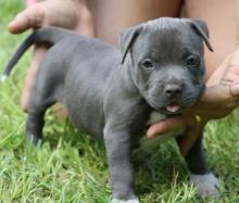 Puppies for sale american pit-bull terrier - Czech Republic, Prague. Price 159 €