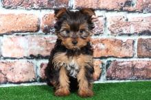 Puppies for sale yorkshire terrier - Hungary, Budapest