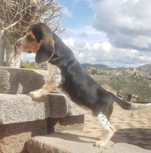 Puppies for sale beagle - Ireland, Dublin