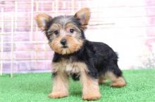 Puppies for sale yorkshire terrier - Estonia, Tallinn