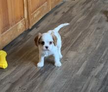 Puppies for sale king charles spaniel - Kazakhstan, Karaganda