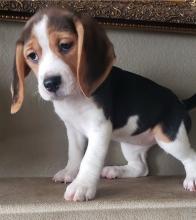 Puppies for sale beagle - Italy, Genoa