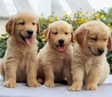 Puppies for sale golden retriever - Hungary, Budapest