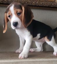 Puppies for sale beagle - Ireland, KILLARNEY