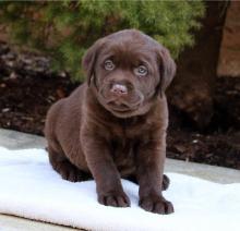 Puppies for sale labrador retriever - Belarus, Vitebsk