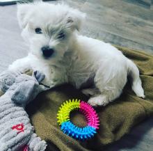 Puppies for sale west highland white terrier - Ireland, Dublin