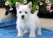 Продам щенка west highland white terrier - Greece, Athens