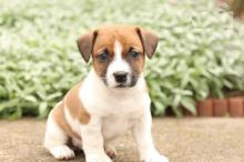 Продам щенка jack russell terrier - Latvia, Riga