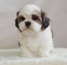 Puppies for sale shih tzu - Portugal, Gondomar