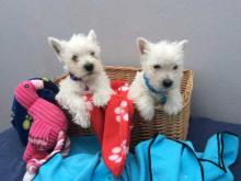 Puppies for sale west highland white terrier - Germany, . Price 12 €