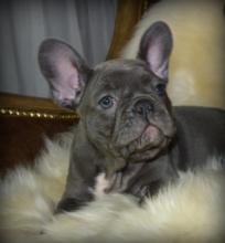 Puppies for sale french bulldog - Greece, Athens. Price 150 €