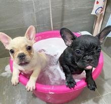 Puppies for sale french bulldog - Estonia, Kohtla-Jarve