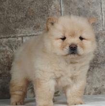 Puppies for sale chow chow - Moldova, Tiraspol