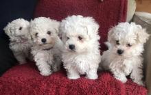 Puppies for sale bobtail, bolognese  - Ireland, Dublin. Price 11 €