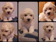 Puppies for sale , bichpoo -poochon - Ireland, Cork. Price 11 €