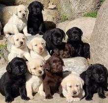 Puppies for sale labrador retriever - Portugal, Lisbon