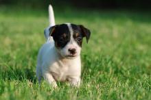 Puppies for sale jack russell terrier - Czech Republic, Brno. Price 12 €