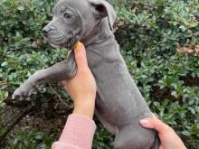 Puppies for sale staffordshire bull terrier - United Kingdom, London. Price 12 €