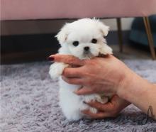 Puppies for sale maltese - Estonia, Kohtla-Jarve