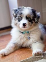 Puppies for sale australian shepherd - Slovakia, Ostrava. Price 11 €