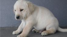 Puppies for sale labrador retriever - Georgia, Rustavi