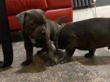 Puppies for sale staffordshire bull terrier - United Kingdom, Sunderland. Price 11 €