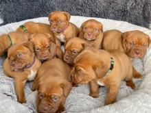 Puppies for sale , dogue de bordeaux - Ireland, Dublin. Price 12 €