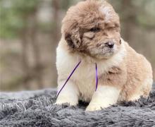 Puppies for sale newfoundland - France, Lion