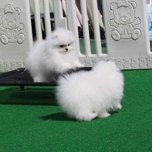 Puppies for sale pomeranian spitz - Ireland, Dublin