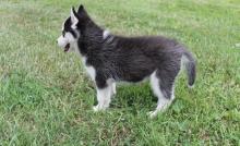 Puppies for sale boston terrier - Ireland, Dublin. Price 12 €