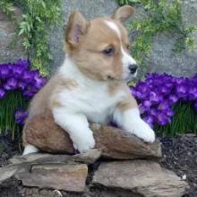 Puppies for sale , welsh corgi, pembroke - Finland, Oulu