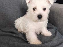 Puppies for sale west highland white terrier - Slovakia, Bratislava. Price 10 €