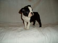 Puppies for sale boston terrier - Spain, Valencia. Price 10 €