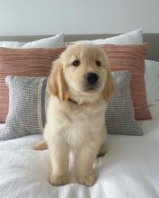 Puppies for sale golden retriever - Italy, Caserta