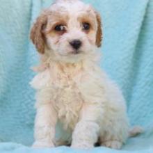 Puppies for sale , cockapoo - Netherlands, Harlem