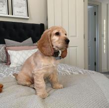 Puppies for sale cocker spaniel - Ireland, Laois