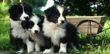 Puppies for sale border collie - Slovakia, Luhacovice