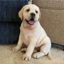 Puppies for sale labrador retriever - Italy, Milan